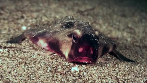 Peixe pipistrelle Ogcocephalus Darwini morcego subaquático no fundo do mar do oceano . — Vídeo de Stock