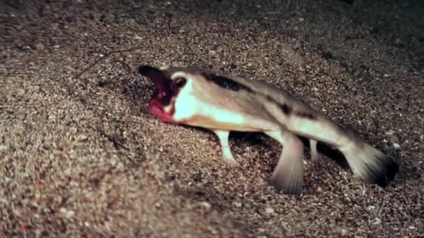 Рыбный пирог Ogcocephalus Darwini летучая мышь под водой на морском дне океана . — стоковое видео