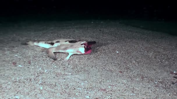 Fish pipistrelle Ogcocephalus Darwini bat underwater on seabed of ocean. — Stock Video