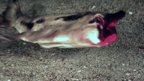 Vis dwergvleermuis Ogcocephalus Darwini vleermuis onderwater op bodem van de Oceaan. — Stockvideo