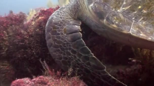 Sea turtle underwater lagoon of ocean on Galapagos. — Stock Video