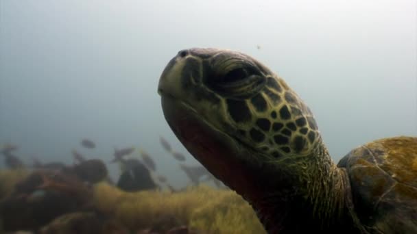 Sea turtle with yellow tortoiseshell underwater lagoon of ocean on Galapagos. — Stock Video