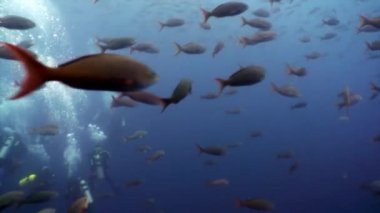 Dalgıçlar ve Galapagos okyanusta balık sualtı lagün Okulu.