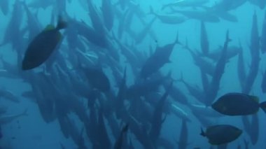 Galapagos okyanusta suda mavi bir arka plan üzerinde ton balığı balık.
