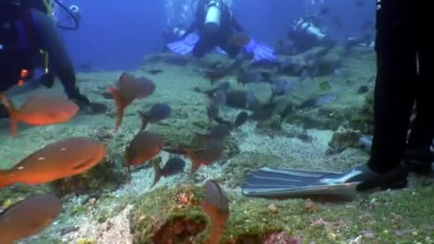 Buceadores en el fondo de la laguna submarina de peces del océano en Galápagos . — Vídeo de stock