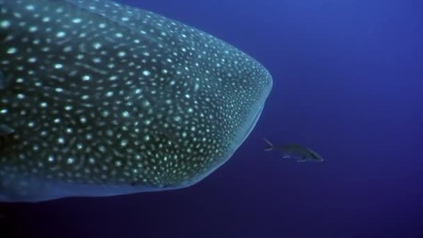 Whale shark undervattens lagunen i ocean Galapagos. — Stockvideo