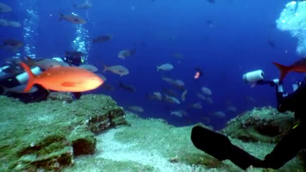 Gruppe von Tauchern und Kameraleuten dreht ein Video über Fische ohne Wasser. — Stockvideo