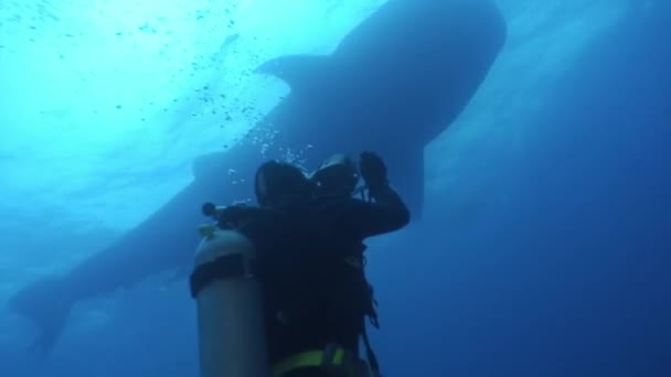 Opérateur de caméra plongeur faisant une vidéo du requin baleine dans l'océan Galapagos . — Video