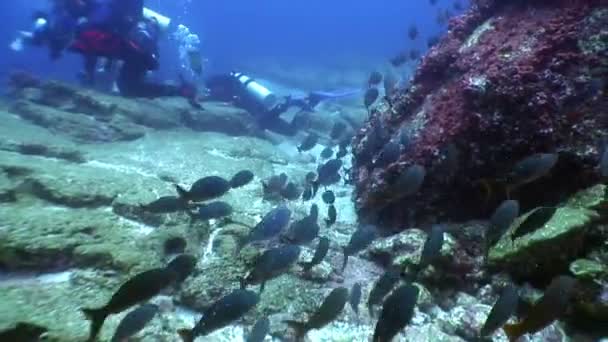 Grupp av dykare och film kameran operatören gör en video om fisk undwewater. — Stockvideo