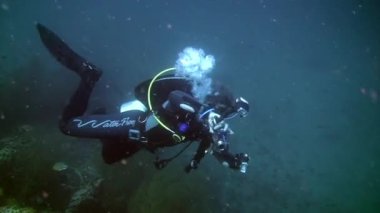 Dalgıç film kamera operatörü balık undwewater okul hakkında bir video yapar.