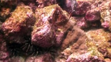 Galapagos okyanusta suda mavi bir arka plan üzerinde balık balık.