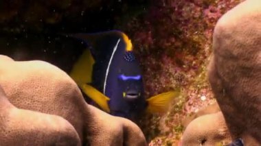 Balık sarı melek kelebek sualtı lagün üzerinde Galapagos okyanusun shoal.