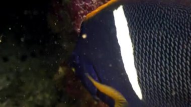 Balık sarı melek kelebek sualtı lagün üzerinde Galapagos okyanusun shoal.