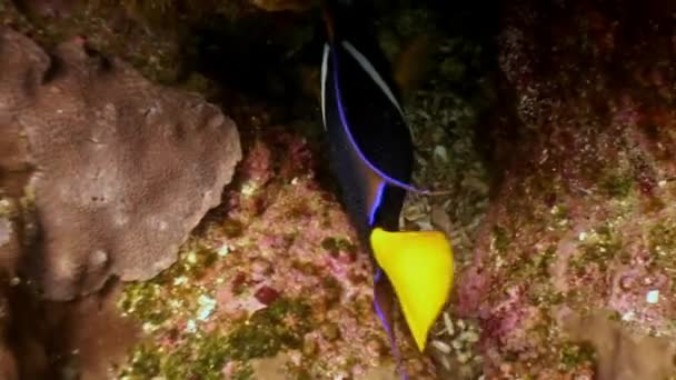 Fisk shoal gul angel butterfly undervattens lagunen i hav på Galapagos. — Stockvideo