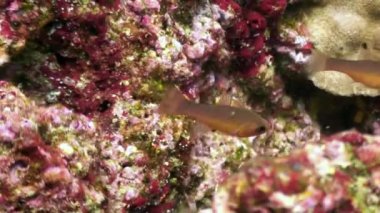 Galapagos okyanusta renkli deniz dibinin sualtı lagün balık.