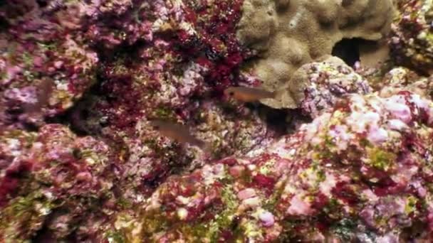 Fische auf buntem Meeresboden Unterwasserlagune des Ozeans auf Galapagos. — Stockvideo