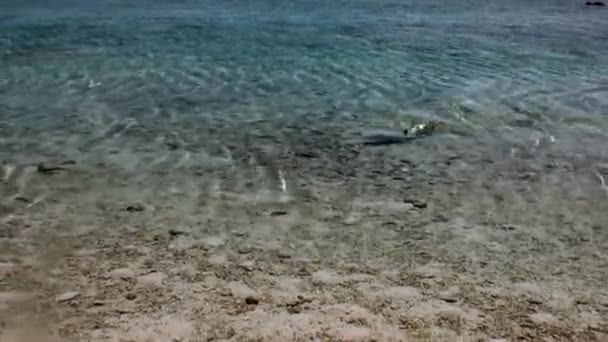 Requin dans les eaux peu profondes de l'île de Tahiti . — Video