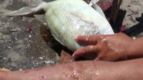 Mann putzt Fische am Meeresufer. — Stockvideo