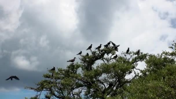 Vogels op tropische boom in een regenwoud. — Stockvideo