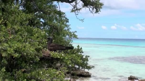 Aves en un árbol tropical en un bosque lluvioso . — Vídeos de Stock