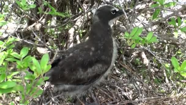 Fåglar på tropiska träd i en regnskog. — Stockvideo