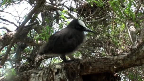 Uccelli su albero tropicale in una foresta pluviale . — Video Stock