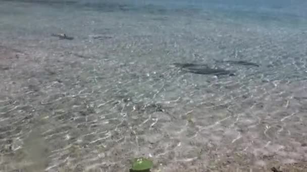 Haai in ondiep water van Frans-Polynesië. — Stockvideo