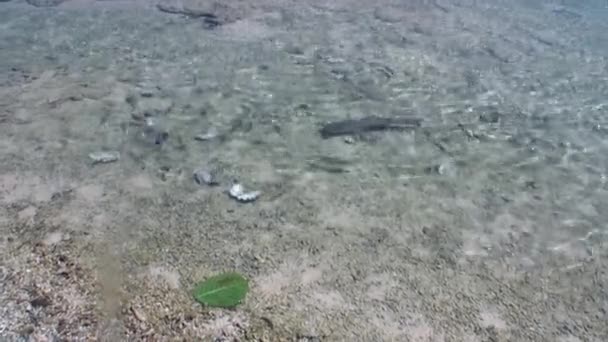 Requin dans les eaux peu profondes de la Polynésie française . — Video