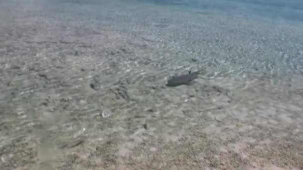 Requin dans les eaux peu profondes de la Polynésie française . — Video