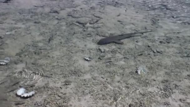 Shark in shallow water of French Polynesia. — Stock Video