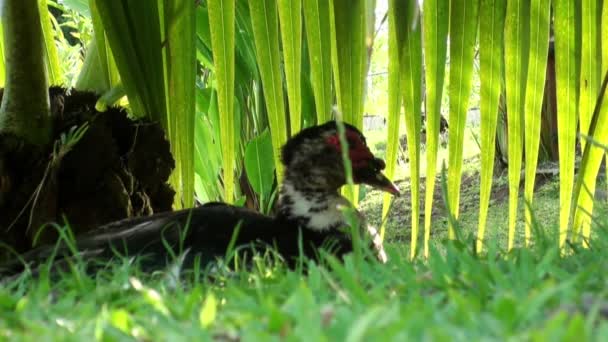 Uccello esotico su albero tropicale in una foresta pluviale . — Video Stock