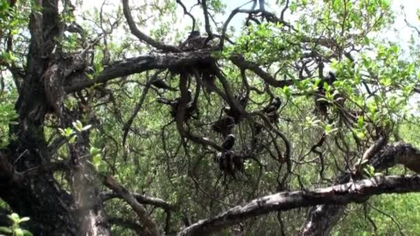 Птахи на тропічному дереві в дощовому лісі . — стокове відео
