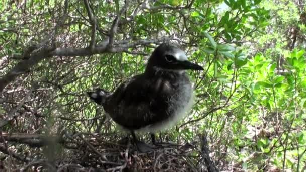 Vögel auf tropischem Baum im Regenwald. — Stockvideo