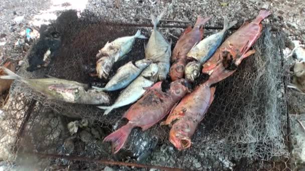 Fish is fried on charcoal fire. — Stock Video