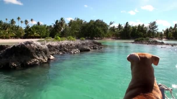 Cão Num Barco Oceano Natureza Selvagem Pitoresca Bela Paisagem — Vídeo de Stock