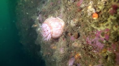 Pembe deniz anemone Actinia sualtı Barents Denizi dibinin üzerinde açıklanması.