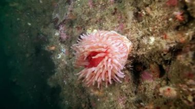 Pembe deniz anemone Actinia sualtı Barents Denizi dibinin üzerinde açıklanması.
