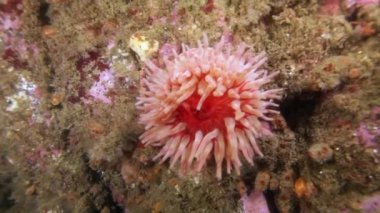 Pembe deniz anemone Actinia sualtı Barents Denizi dibinin üzerinde açıklanması.