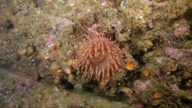 Barents Denizi temiz şeffaf soğuk suda yaşayan Anemone Actinia.