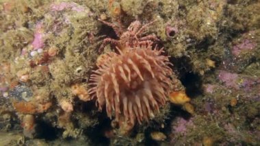 Barents Denizi temiz şeffaf soğuk suda yaşayan Anemone Actinia.