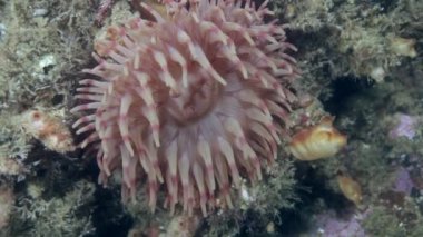 Barents Denizi temiz şeffaf soğuk suda yaşayan Anemone Actinia.