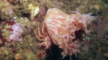 Barents Denizi temiz şeffaf soğuk suda yaşayan Anemone Actinia.