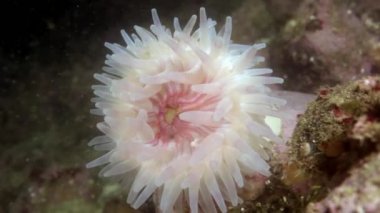 Deniz anemone Actinia sualtı deniz dibinin Barents Denizi'nin üzerinde.