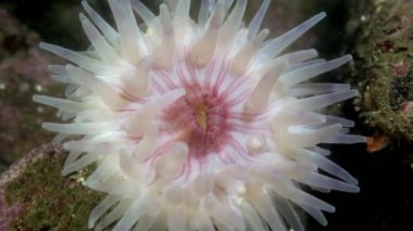 Deniz anemone Actinia sualtı deniz dibinin Barents Denizi'nin üzerinde.