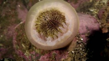 Deniz anemone Actinia sualtı deniz dibinin Barents Denizi'nin üzerinde.