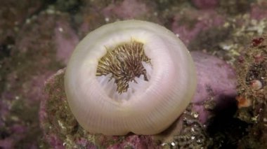 Deniz anemone Actinia sualtı deniz dibinin Barents Denizi'nin üzerinde.