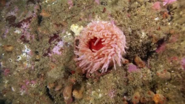 Roze zeeanemonen Actinia onderwater wordt vermeld op de zeebodem van de Barentsz-zee. — Stockvideo