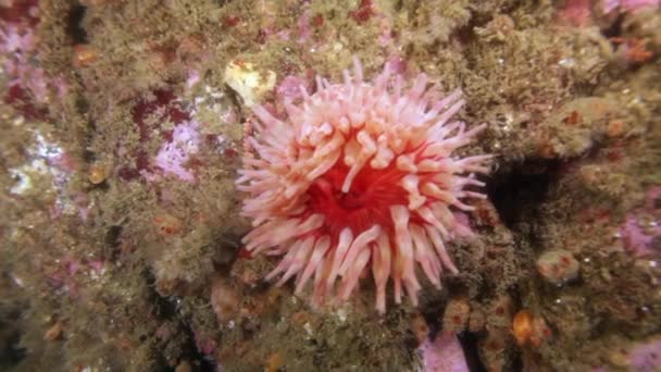 Pink sea anemone Actinia is disclosed underwater on seabed of Barents Sea. — Stock Video