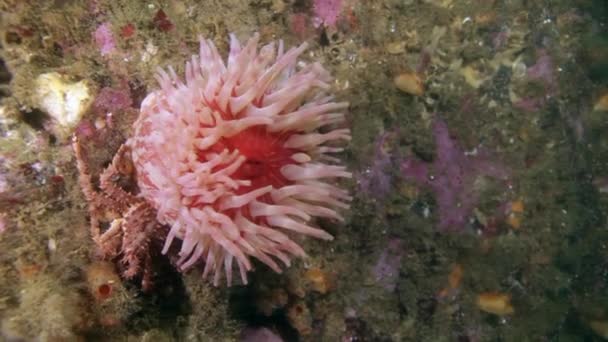 Pink sea anemone Actinia is disclosed underwater on seabed of Barents Sea. — Stock Video