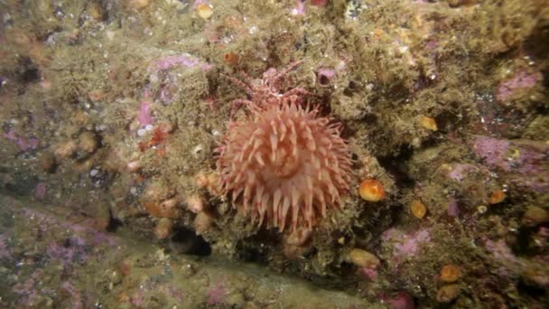 Anemone Actinia vivente in acqua fredda pulita e trasparente del mare di Barents . — Video Stock